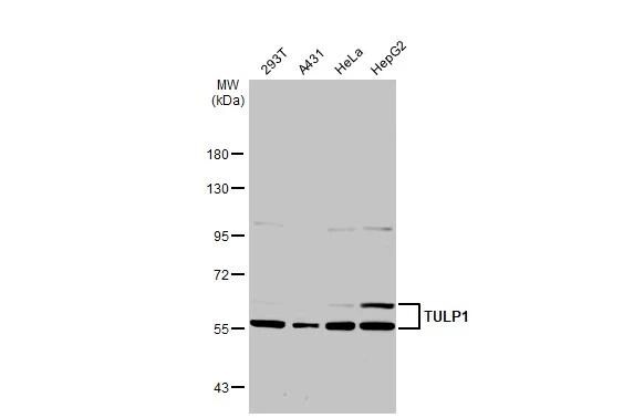 TULP1 Antibody - BSA Free