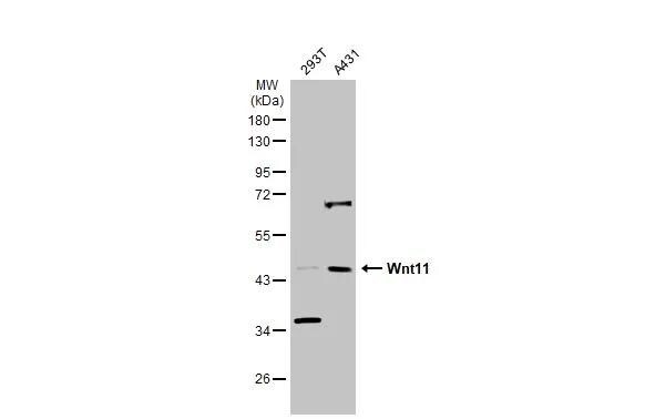 Wnt-11 Antibody - BSA Free