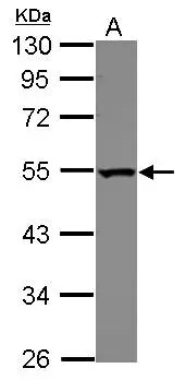 DDX39 Antibody