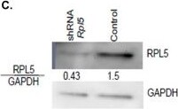 RPL5 Antibody