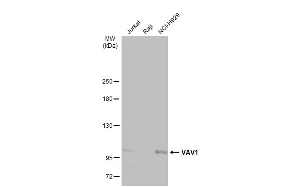 Vav-1 Antibody