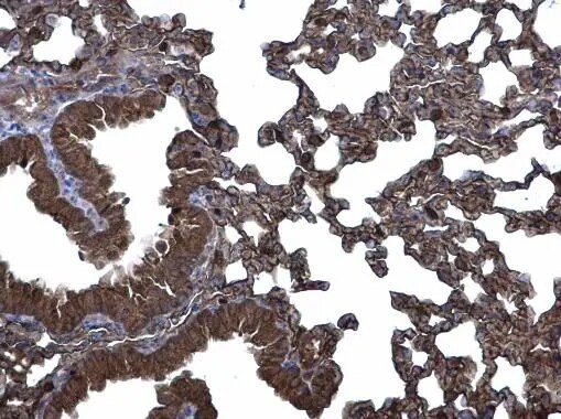 CLIC3 Antibody