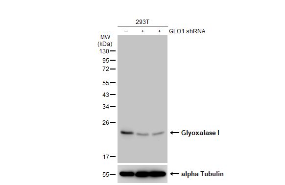 Glyoxalase I Antibody
