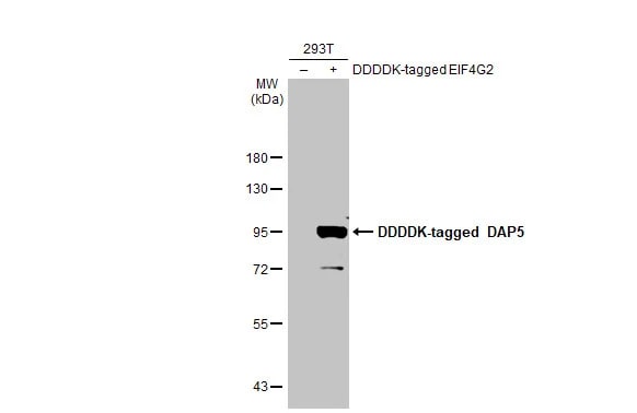 DAP5 Antibody