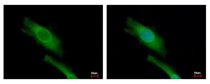 DAP5 Antibody - BSA Free