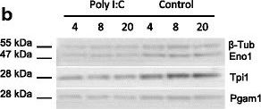 Triosephosphate isomerase Antibody