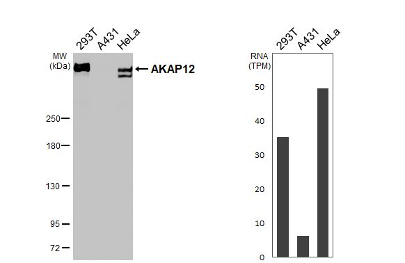 AKAP12 Antibody - BSA Free