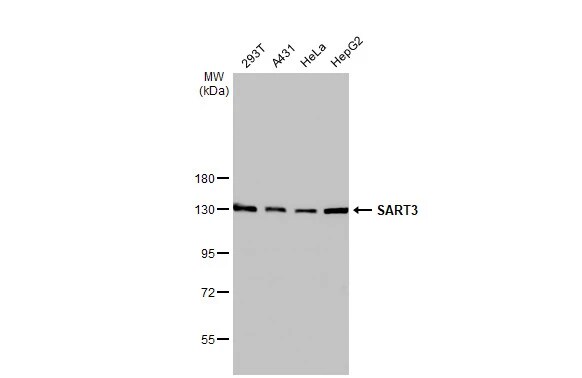 SART3 Antibody