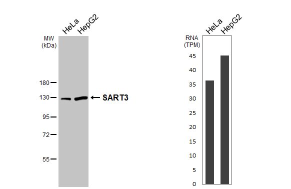 SART3 Antibody - BSA Free