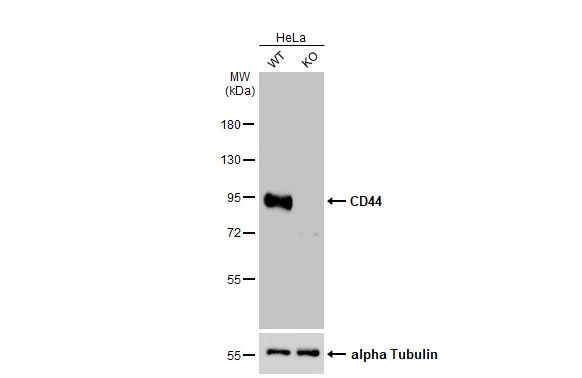 CD44 Antibody