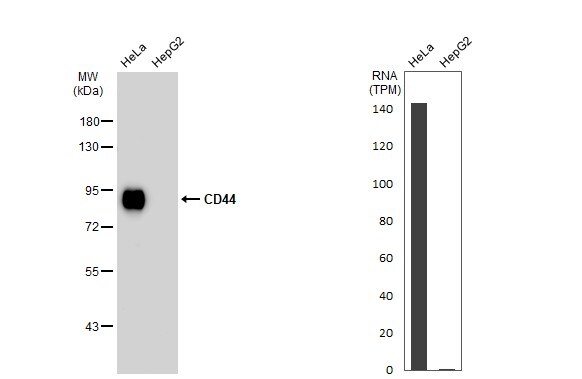 CD44 Antibody