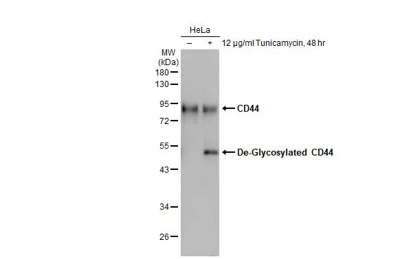 CD44 Antibody