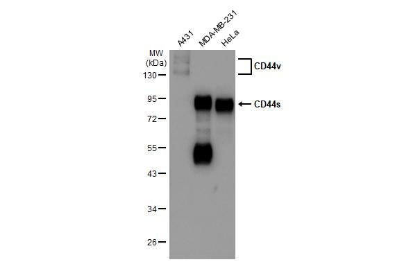 CD44 Antibody - BSA Free