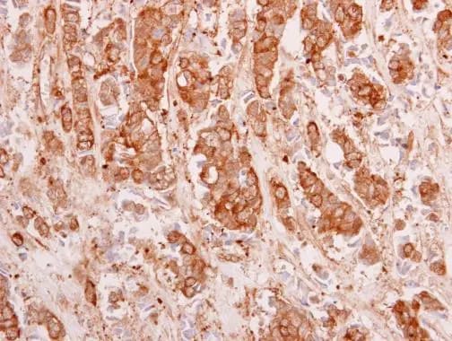 14-3-3 tau/theta Antibody