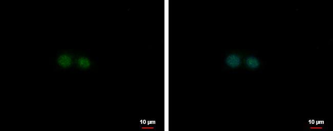 Nuclear Factor Erythroid Derived 2 Antibody