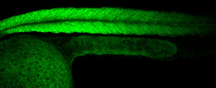 Creatine kinase MT 1B Antibody