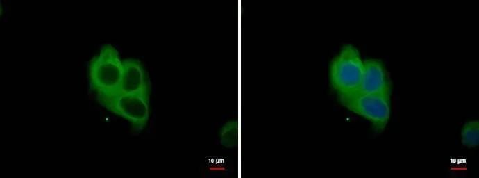 NOX1 Antibody - Azide Free