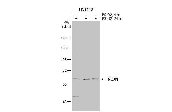 NOX1 Antibody - Azide Free