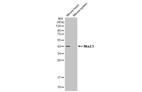 NKX2.5 Antibody