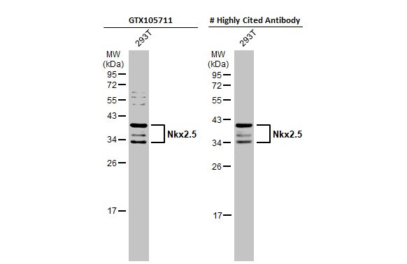 NKX2.5 Antibody - BSA Free