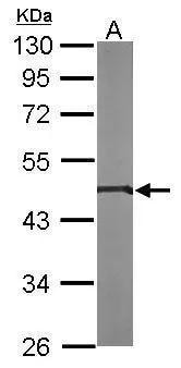 GPI8 Antibody - BSA Free