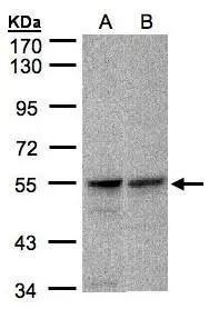 FOXRED1 Antibody - BSA Free