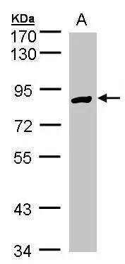 Glucose 1-dehydrogenase Antibody - BSA Free