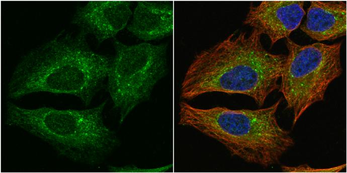 PGD Antibody - BSA Free