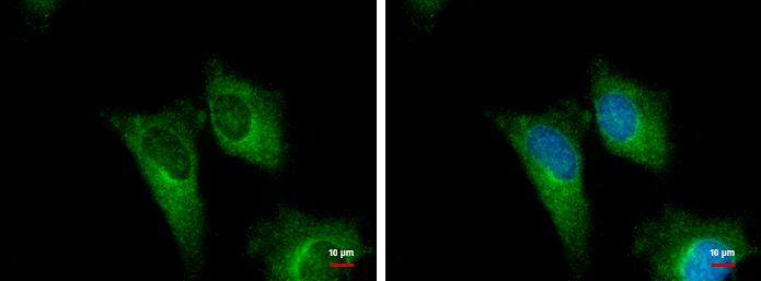 PGD Antibody - BSA Free