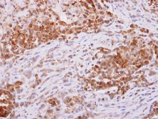 PGD Antibody - BSA Free