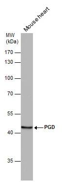 PGD Antibody - BSA Free