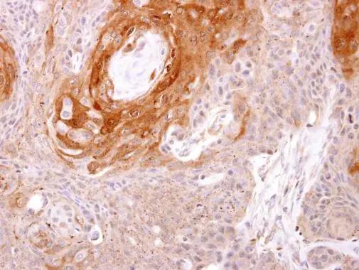 Prostasin/Prss8 Antibody - BSA Free