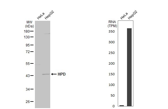 HPD Antibody