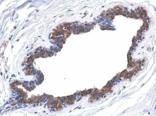 ERK4/MAPK4 Antibody - BSA Free