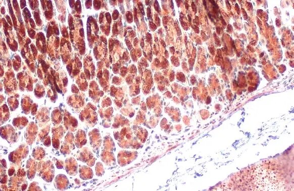 GRP75/HSPA9B/Mortalin Antibody