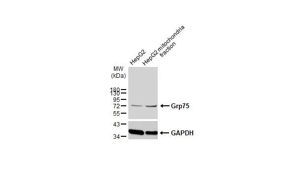 GRP75/HSPA9B/Mortalin Antibody