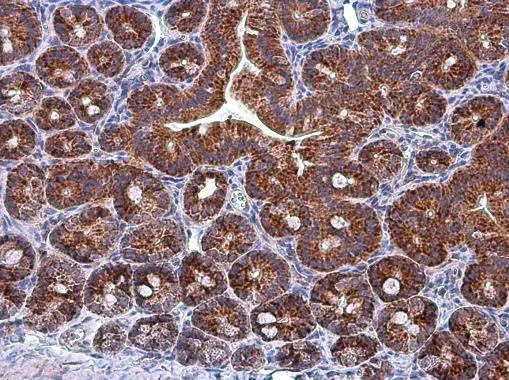 GRP75/HSPA9B/Mortalin Antibody