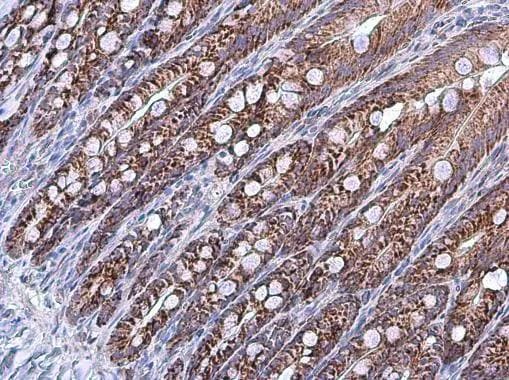 GRP75/HSPA9B/Mortalin Antibody