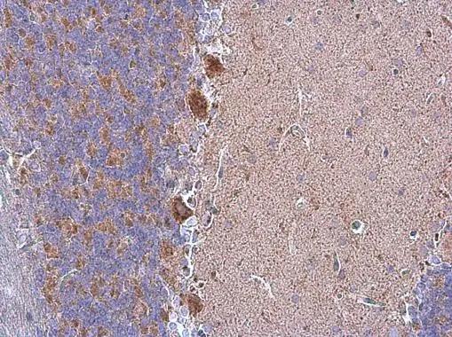 GRP75/HSPA9B/Mortalin Antibody