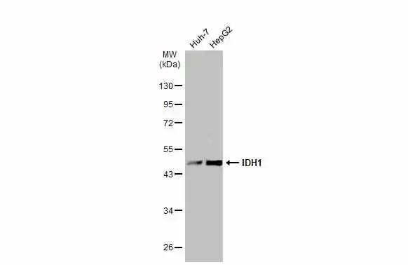 Isocitrate Dehydrogenase 1/IDH1 Antibody - BSA Free