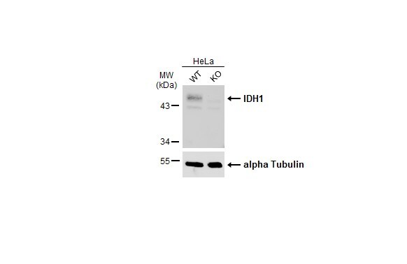 Isocitrate Dehydrogenase 1/IDH1 Antibody - BSA Free