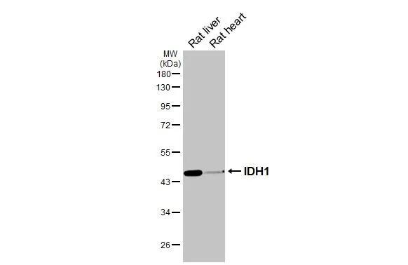 Isocitrate Dehydrogenase 1/IDH1 Antibody - BSA Free