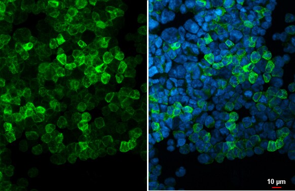 Proapoptotic Caspase Adaptor Protein Antibody