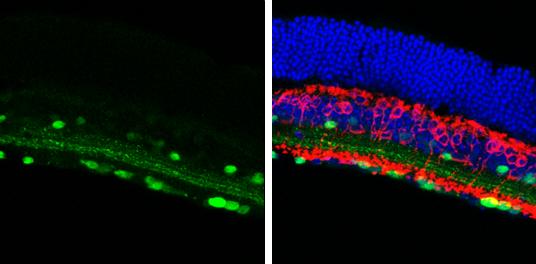 Calretinin Antibody - BSA Free