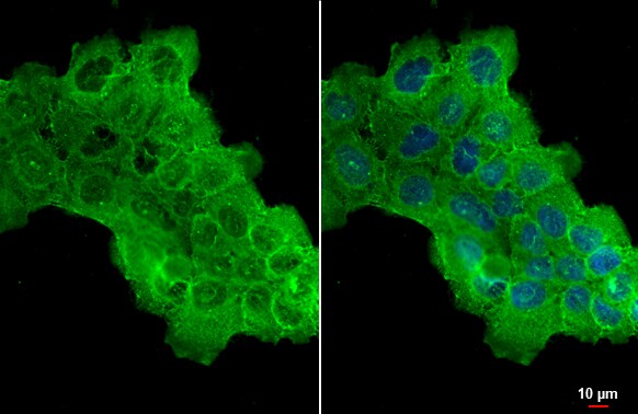 HAX-1 Antibody