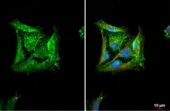 HAX-1 Antibody