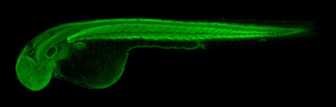 COMMD7 Antibody
