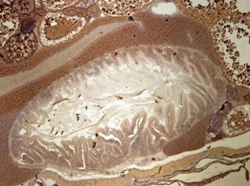 DLST Antibody