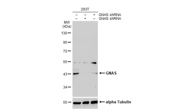 G protein alpha Antibody