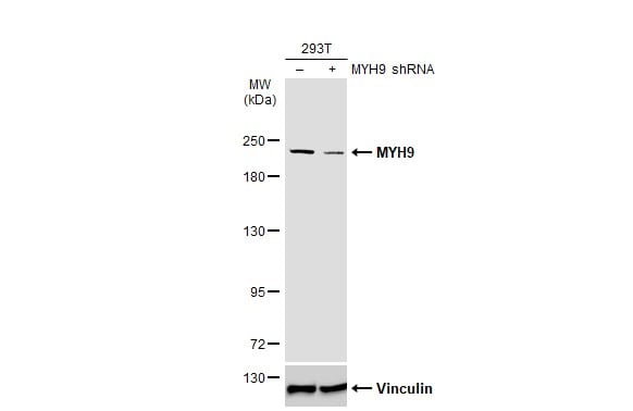 non-muscle Myosin IIA Antibody